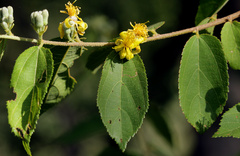Grewia flavescens