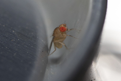 Drosophilidae