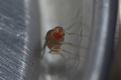 Drosophilidae