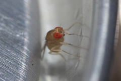 Drosophilidae