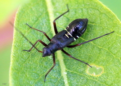 Miris striatus
