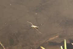 Aquarius adelaidis