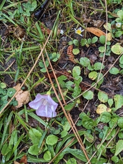 Convolvulus waitaha
