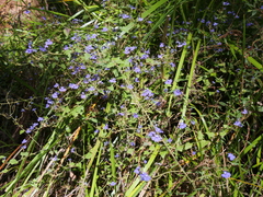 Dampiera hederacea