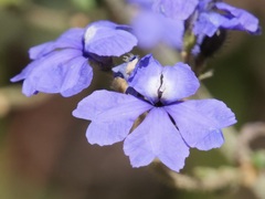 Dampiera hederacea