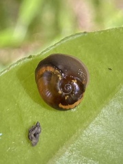 Helicarion cuvieri