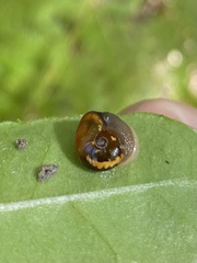 Helicarion cuvieri