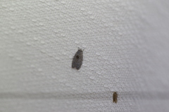 Isotenes miserana