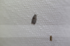 Isotenes miserana