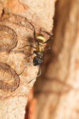 Polyrhachis rufifemur