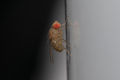 Drosophilidae