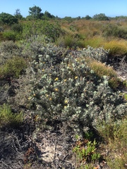 Leucospermum tomentosum