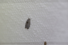 Isotenes miserana