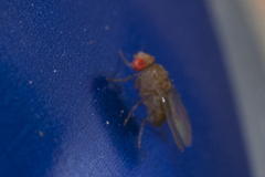 Drosophilidae