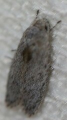 Isotenes miserana