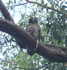 Ninox strenua