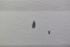 Isotenes miserana