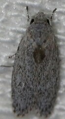 Isotenes miserana