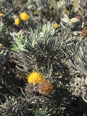 Leucospermum tomentosum
