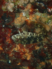 Parablennius intermedius