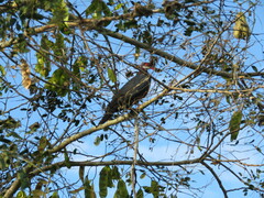Columba vitiensis hypoenochroa