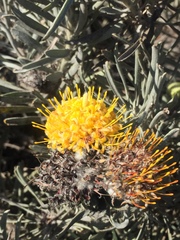 Leucospermum tomentosum