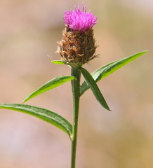 Centaurea debeauxii