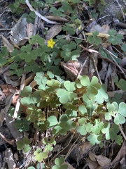 Oxalis chnoodes