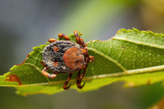 Dermacentor rhinocerinus