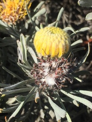 Leucospermum tomentosum