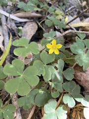 Oxalis chnoodes