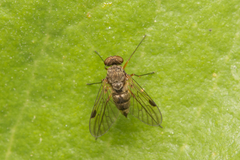Rhagionidae