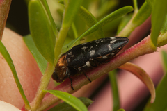 Diphucrania