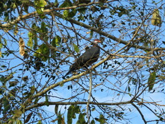 Columba vitiensis hypoenochroa