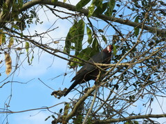 Columba vitiensis hypoenochroa