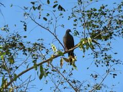 Columba vitiensis hypoenochroa
