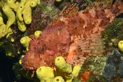 Scorpaena scrofa