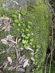Hydrocotyle hirta