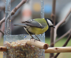 Parus major