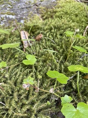 Hydrocotyle hirta