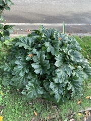 Acanthus mollis