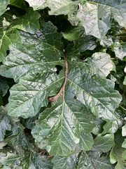 Acanthus mollis