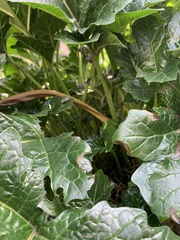 Acanthus mollis