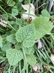 Lamium purpureum