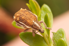 Iptergonus bifurcatus