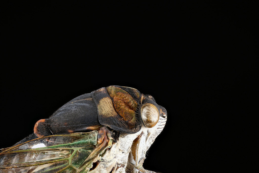 Common Swamp Cicada