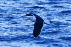 Larus fuscus