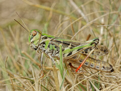 Oedaleus decorus