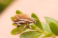 Iptergonus bifurcatus