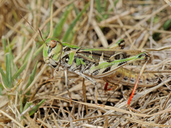 Oedaleus decorus